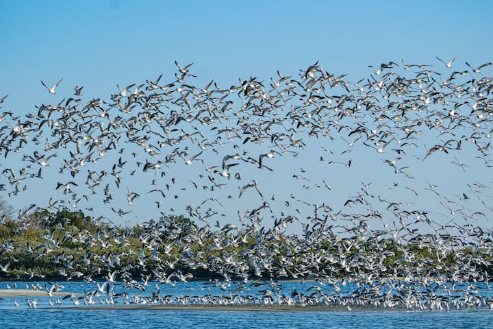 Tight cloud of birds rising from sandbar