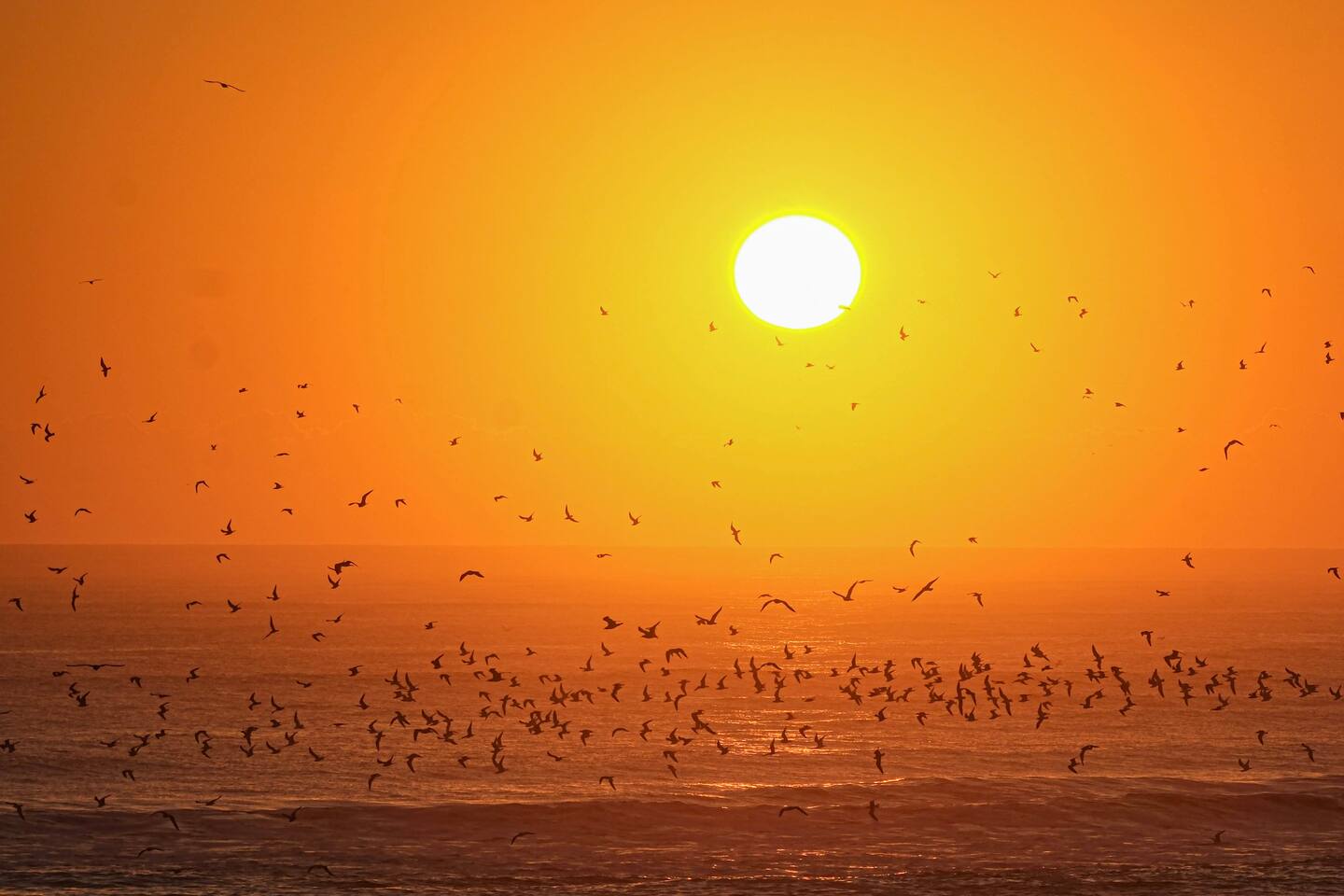 Flock of seabirds flying over ocean at sunset