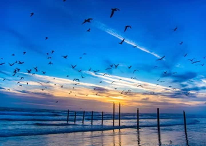 Seagulls flying over sunrise beach pilings