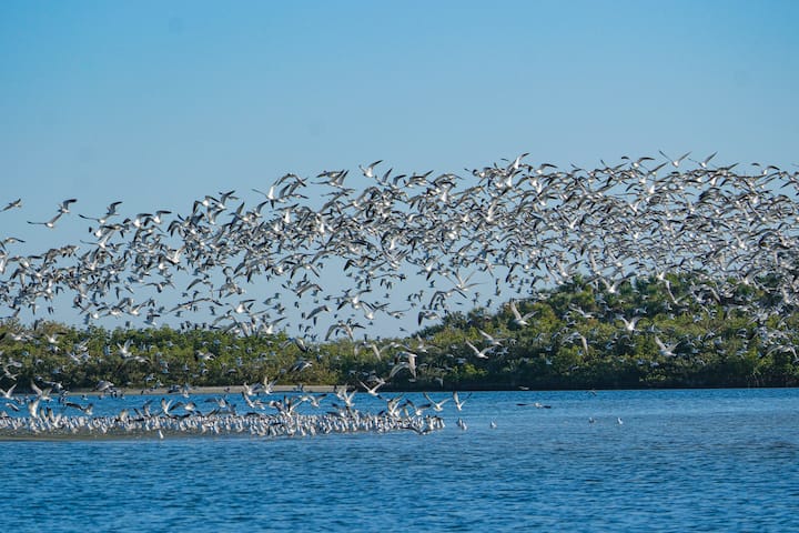 Large flock of seabirds over coastal blue water