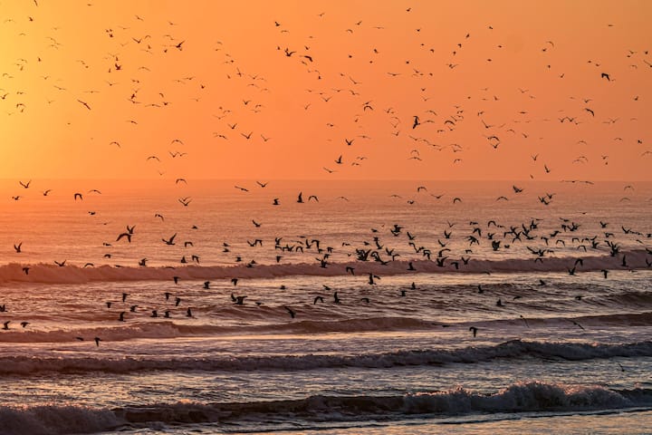 Seabirds flocking over ocean at orange sunset