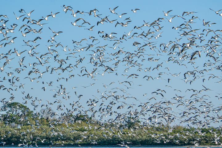 Large flock of seabirds flying over mangroves