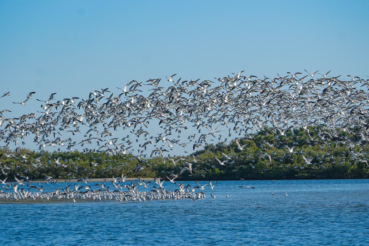 Large flock of seabirds over coastal water